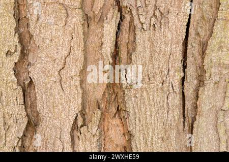 Gros plan sur l'écorce d'Un arbre Acer Saccharinum à Amsterdam, pays-Bas 21-3-2024 Banque D'Images