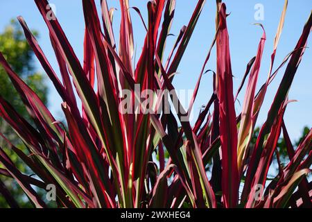 Plante Phormium Guardsman (lin de Nouvelle-Zélande, chanvre, lis de lin). Il peut atteindre au moins 6 pieds de haut. Les éventails de feuilles sont étroits, les feuilles assez droites Banque D'Images