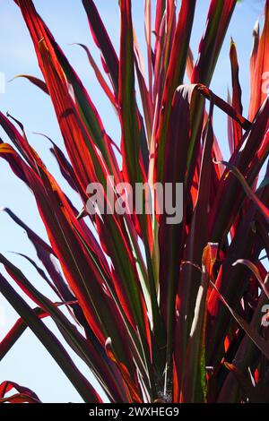 Plante Phormium Guardsman (lin de Nouvelle-Zélande, chanvre, lis de lin). Il peut atteindre au moins 6 pieds de haut. Les éventails de feuilles sont étroits, les feuilles assez droites Banque D'Images