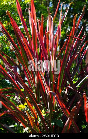 Plante Phormium Guardsman (lin de Nouvelle-Zélande, chanvre, lis de lin). Il peut atteindre au moins 6 pieds de haut. Les éventails de feuilles sont étroits, les feuilles assez droites Banque D'Images