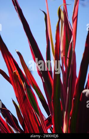 Plante Phormium Guardsman (lin de Nouvelle-Zélande, chanvre, lis de lin). Il peut atteindre au moins 6 pieds de haut. Les éventails de feuilles sont étroits, les feuilles assez droites Banque D'Images