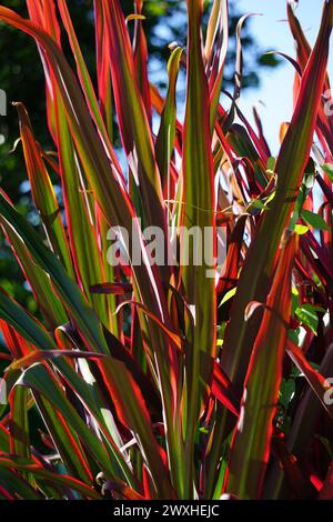 Plante Phormium Guardsman (lin de Nouvelle-Zélande, chanvre, lis de lin). Il peut atteindre au moins 6 pieds de haut. Les éventails de feuilles sont étroits, les feuilles assez droites Banque D'Images