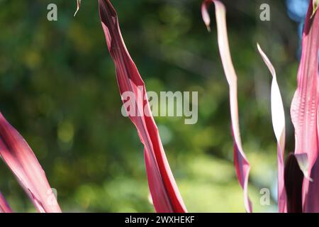 Plante Phormium Guardsman (lin de Nouvelle-Zélande, chanvre, lis de lin). Il peut atteindre au moins 6 pieds de haut. Les éventails de feuilles sont étroits, les feuilles assez droites Banque D'Images