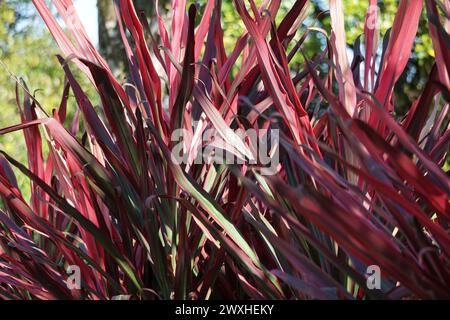 Plante Phormium Guardsman (lin de Nouvelle-Zélande, chanvre, lis de lin). Il peut atteindre au moins 6 pieds de haut. Les éventails de feuilles sont étroits, les feuilles assez droites Banque D'Images