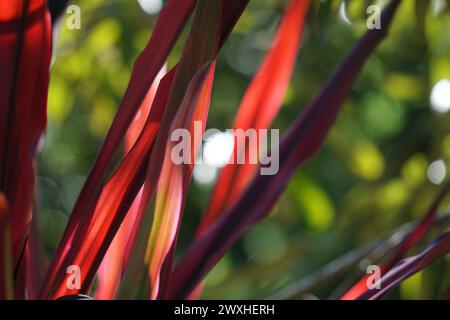 Plante Phormium Guardsman (lin de Nouvelle-Zélande, chanvre, lis de lin). Il peut atteindre au moins 6 pieds de haut. Les éventails de feuilles sont étroits, les feuilles assez droites Banque D'Images