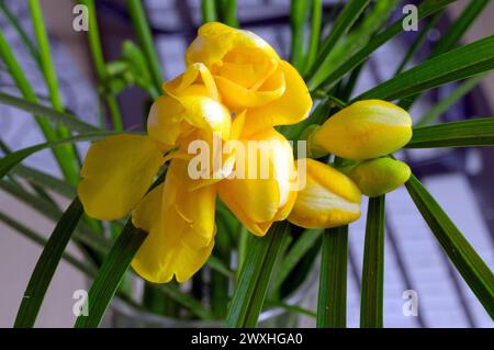 Fleurs, détail, arrière-plan : photo macro d'une fleur de forsythia Banque D'Images