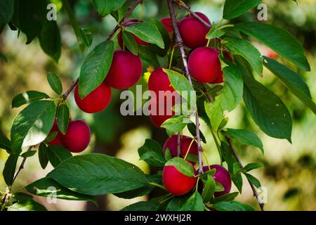 Une vue détaillée des prunes cerises avec différentes nuances de rouge et d'orange. Convient pour les études botaniques ou le contenu sur le thème de la nature. Banque D'Images