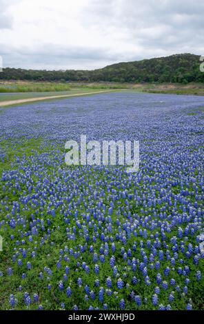 Champ de Bluebonnets à la zone de loisirs Grelle à Spicewood, Texas Banque D'Images