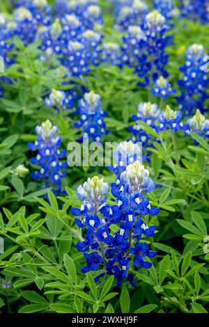 Muleshoe Bend, Spicewood, Texas, champ de bluebonnets Banque D'Images