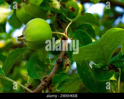 Pommes se développant sur un arbre, entourées de feuilles. Banque D'Images