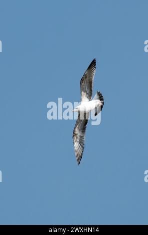 Goéland à pattes jaunes, Mittelmeermöwe, Goéland leucophée, Larus michahellis, sárgalábú sirály,Nagy-Széksós-tó, Mórahalom, Csongrád-Csanád County, Hongrie Banque D'Images