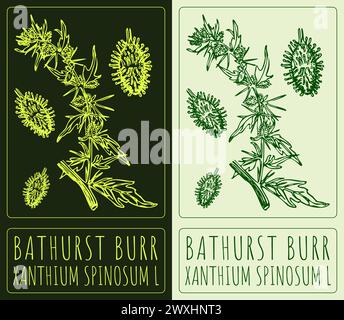 Dessin vectoriel BATHURST BURR. Illustration dessinée à la main. Le nom latin est XANTHIUM SPINOSUM L. Illustration de Vecteur