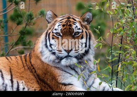 Capturez la majesté de la nature avec cette superbe image d'un tigre de l'amour. Le gros plan détaillé présente les rayures orange et noires emblématiques du tigre Banque D'Images