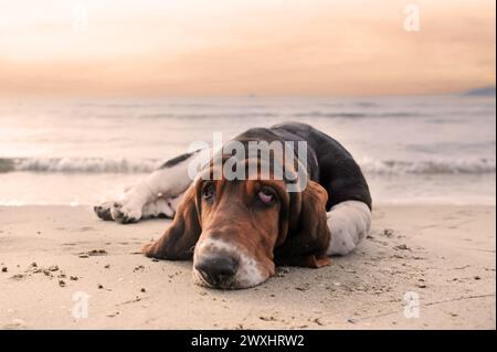 Basset Hound séjournant sur la plage en été Banque D'Images