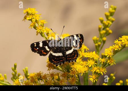 Carte européenne du papillon Araschnia levana, famille des Nymphalidae sur les fleurs de la verge d'or canadienne (Solidago canadensis). Pays-Bas, septembre Banque D'Images