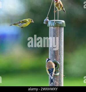 Un Siskin, Spinus atterrissant sur un oiseau se nourrissant de palourdes existants, arduelis carduelis, chantant à son arrivée imminente Banque D'Images
