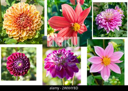 Ensemble de photos de fleurs de dahlia. Collage. Banque D'Images