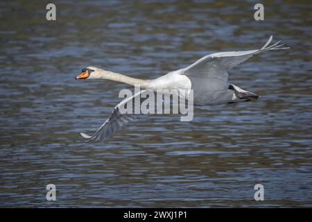 Cygne muet (Cygnus olor), River Tay, Perth, Perthshire, Écosse, ROYAUME-UNI. Banque D'Images