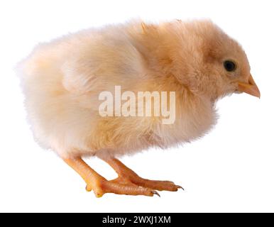 Or brillant et jaune buff Orpington poulet poussin qui est isolé sur une photo de studio. Banque D'Images