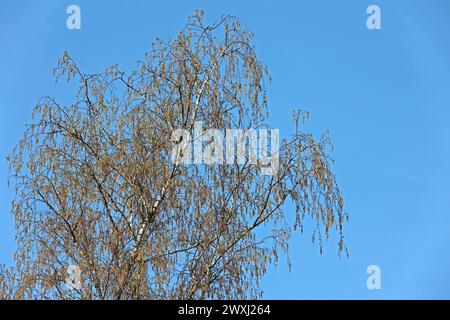 Blütenkätzchen der Birke Die filigranen Zweige einer Sandbirke beim bevorstehenden Blattaustrieb mit Blütenkätzchen im Frühling *** chatons de fleur de bouleau les branches filigrane d'un bouleau de sable lorsque les feuilles émergent avec des chatons de fleur au printemps Banque D'Images