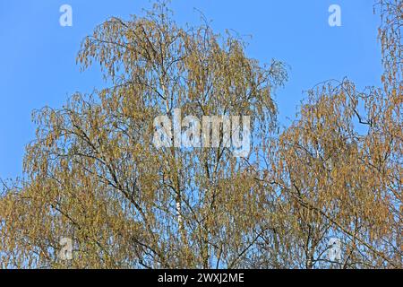 Blütenkätzchen der Birke Die filigranen Zweige einer Sandbirke beim bevorstehenden Blattaustrieb mit Blütenkätzchen im Frühling *** chatons de fleur de bouleau les branches filigrane d'un bouleau de sable lorsque les feuilles émergent avec des chatons de fleur au printemps Banque D'Images