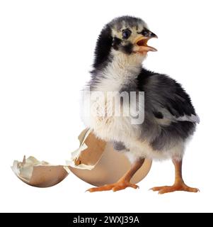 Poulet Austerlorp noir et blanc hurlant déjà avec sa coquille cassée derrière isolé dans une photo de studio. Banque D'Images