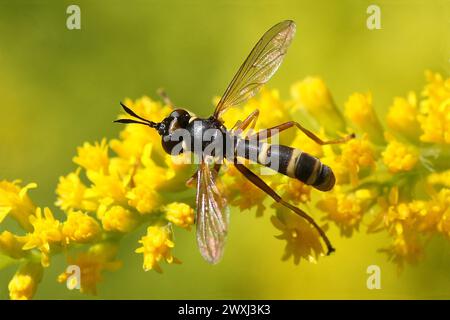 conops à bandes jaunes (CONOPS quadrifasciatus), famille des Conopidae sur fleurs de verge d'or canadienne (Solidago canadensis). Pays-Bas, septembre Banque D'Images