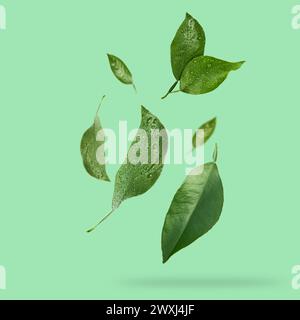 Ensemble de feuilles de citron vert volant isolé sur fond blanc avec des gouttes isolées sur fond blanc. Concept de jour de la Terre. Avec masque. Banque D'Images