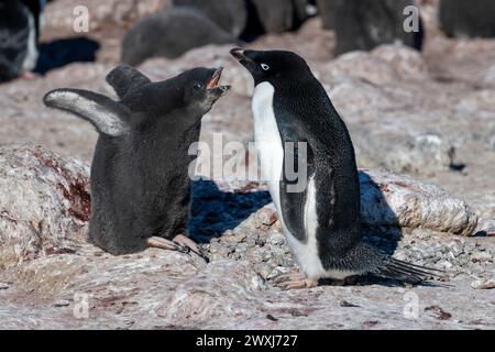 Antarctique, mer de Ross, île de Ross, Cap Royds. Manchots Adelie (Pygoscelis adeliae) mendiants poussin. Banque D'Images