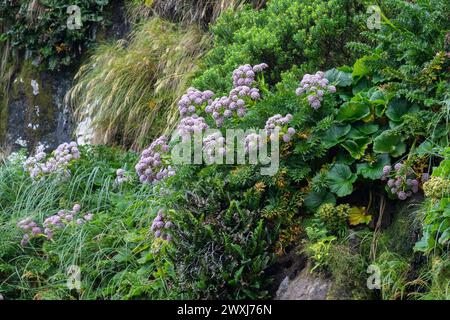 Nouvelle-Zélande, îles subantarctiques, île d'Auckland, Musgrave Inlet. Anisotome latifolia, alias carotte Campbell Island, mégaherbe endémique. Banque D'Images