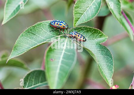 Rainbow Shield Bug Banque D'Images