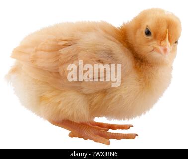 Or brillant buff Orpington poulet poussin qui a un regard très fou sur son visage. Banque D'Images