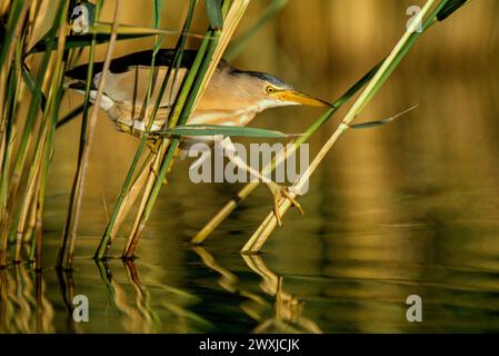 Petite amère (Ixobrychus minutus), chassant dans l'étang Banque D'Images