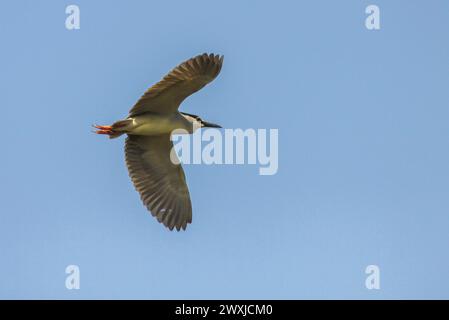 Héron de nuit couronné noir volant dans le delta du Danube, Roumanie Banque D'Images