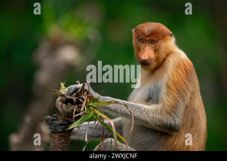 Portrait d'une femelle proboscis ou singe à long nez assis sur un palmier pandanus au parc national de Tanjung Puting, Bornéo, Indonésie Banque D'Images