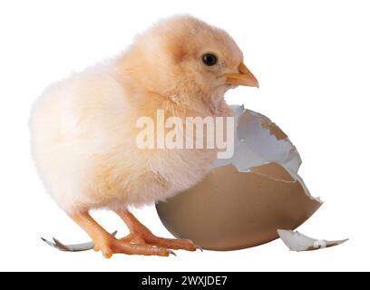 Œufs et coquilles nouvelles d'un poussin Orpington jaune vif buff isolé dans un plan de studio. Banque D'Images