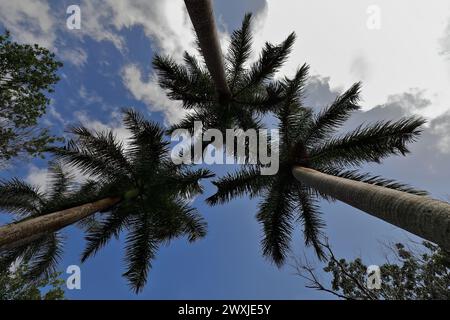 134+ les palmiers royaux convergeant vers le ciel vus de bas en haut près du tajona -broyeur- du Cafetal Buenavista Coffee Estate. Las Terrazas-Cuba. Banque D'Images