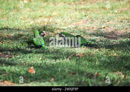 Groupe de perroquets à la recherche de nourriture dans l'herbe Banque D'Images