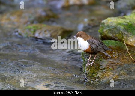 Un plongeur (Cinclus cinclus) se dresse sur un rocher au milieu d'une eau courante, Paderborn, Rhénanie du Nord-Westphalie, Allemagne Banque D'Images