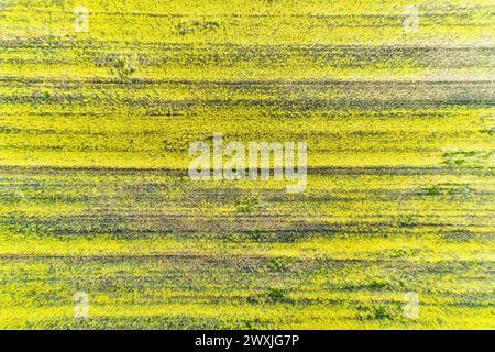 champ de canola floraison au printemps vu d'un drone en vue aérienne Banque D'Images