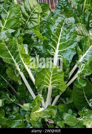 Chard suisse (Beta vulgaris subsp. Vulgaris), cultivé en jardin ; alias : betterave argentée, épinards perpétuels, épinards de betterave, betterave seakale et betterave à feuilles Banque D'Images