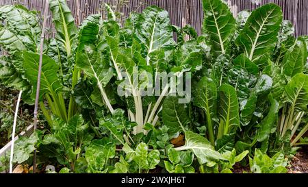 Chard suisse (Beta vulgaris subsp. Vulgaris), cultivé en jardin ; alias : betterave argentée, épinards perpétuels, épinards de betterave, betterave seakale et betterave à feuilles Banque D'Images