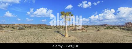 Vue panoramique d'un arbre carquois solitaire dans le paysage désertique du sud de la Namibie près de Fish River Canyon sous un ciel bleu clair Banque D'Images