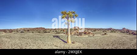 Vue panoramique d'un arbre carquois solitaire dans le paysage désertique du sud de la Namibie près de Fish River Canyon sous un ciel bleu clair Banque D'Images