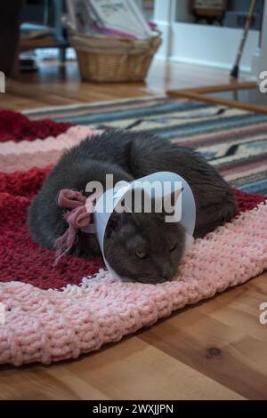 Un chat gris aux yeux verts, et un cône de honte autour de son cou. Banque D'Images