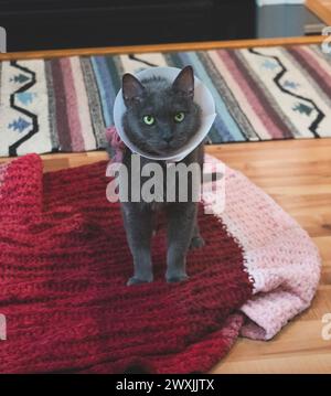 Un chat gris aux yeux verts, et un cône de honte autour de son cou. Banque D'Images