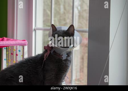 Un chat gris aux yeux verts, et un cône de honte autour de son cou. Banque D'Images