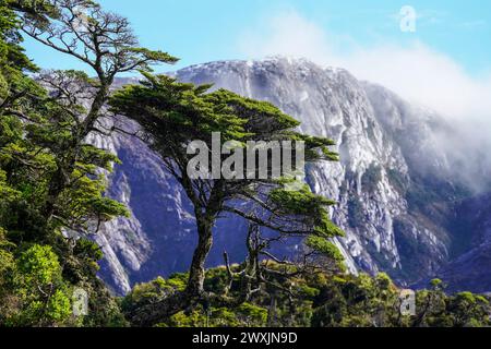 Le paysage de Puerto Profundo est orné d'une végétation caractéristique, où les forêts denses à feuilles persistantes et les arbres anciens, tels que les imposants coihues magellaniques et les canelos résilients, prospèrent dans le climat frais et humide, créant un sanctuaire verdoyant et luxuriant au cœur des fjords chiliens. Banque D'Images