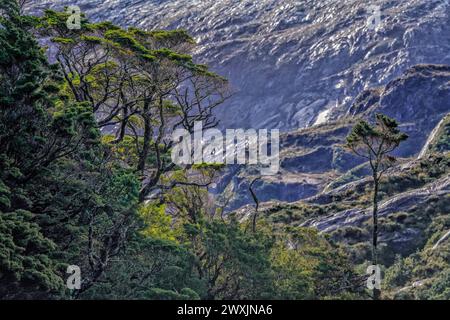 Le paysage de Puerto Profundo est orné d'une végétation caractéristique, où les forêts denses à feuilles persistantes et les arbres anciens, tels que les imposants coihues magellaniques et les canelos résilients, prospèrent dans le climat frais et humide, créant un sanctuaire verdoyant et luxuriant au cœur des fjords chiliens. Banque D'Images