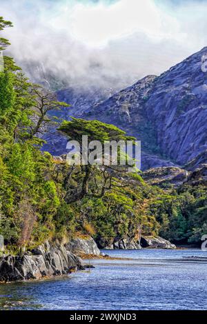 Le paysage de Puerto Profundo est orné d'une végétation caractéristique, où les forêts denses à feuilles persistantes et les arbres anciens, tels que les imposants coihues magellaniques et les canelos résilients, prospèrent dans le climat frais et humide, créant un sanctuaire verdoyant et luxuriant au cœur des fjords chiliens. Banque D'Images